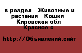  в раздел : Животные и растения » Кошки . Кировская обл.,Красное с.